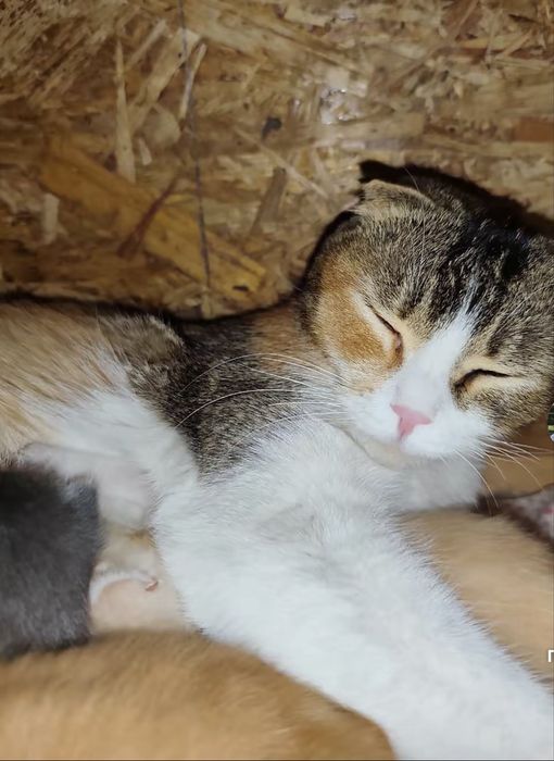 Продается котята и кошка