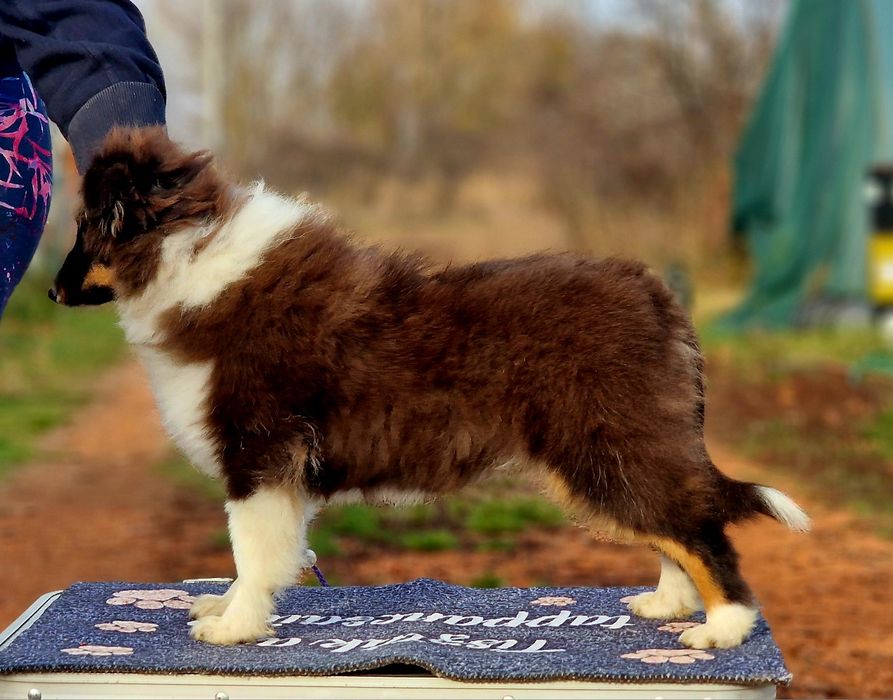 Sheltie femela (shetland sheepdog)