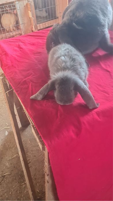 Vand femela berbec si urias de transilvania