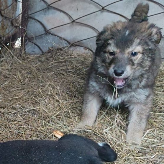 Отдам в добрые руки