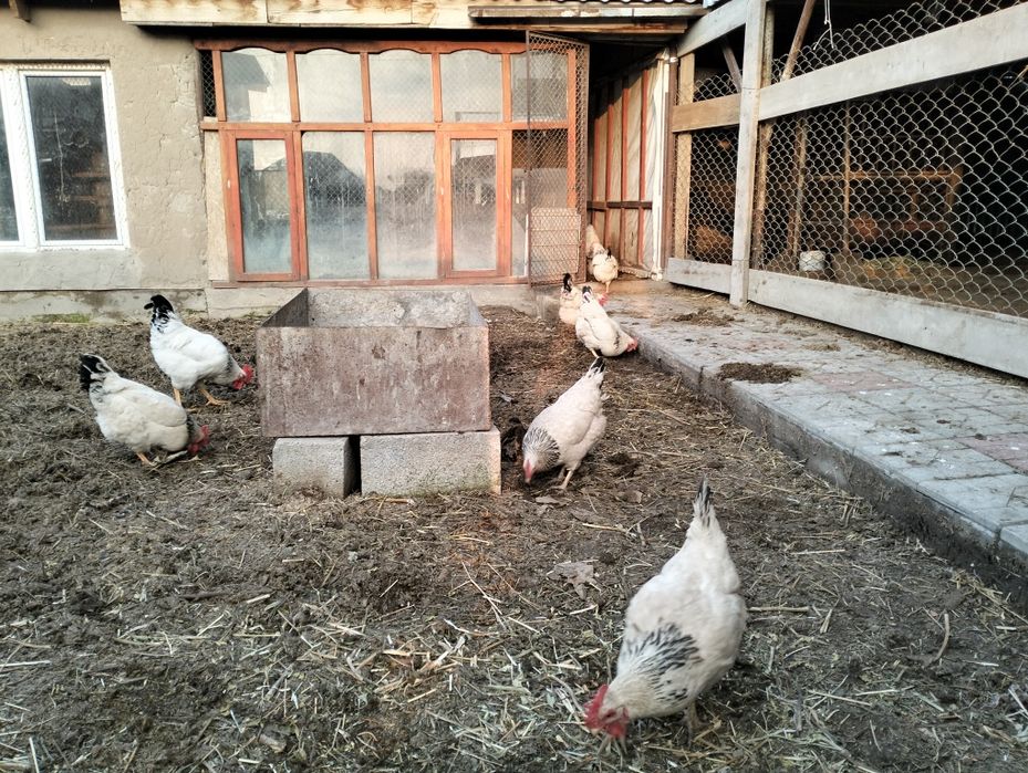 Адлер тауықтар.   .