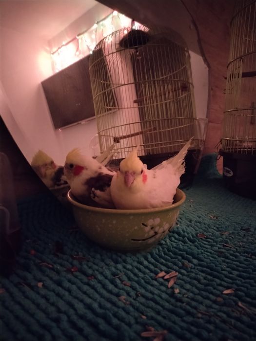 Papagali Nimfă Minunați – Își Caută Căsuța Lor!