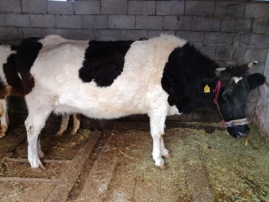 Сиыр   сатылады.