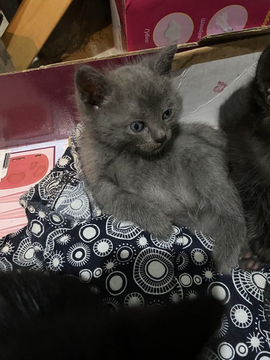 Котята в добрые руки