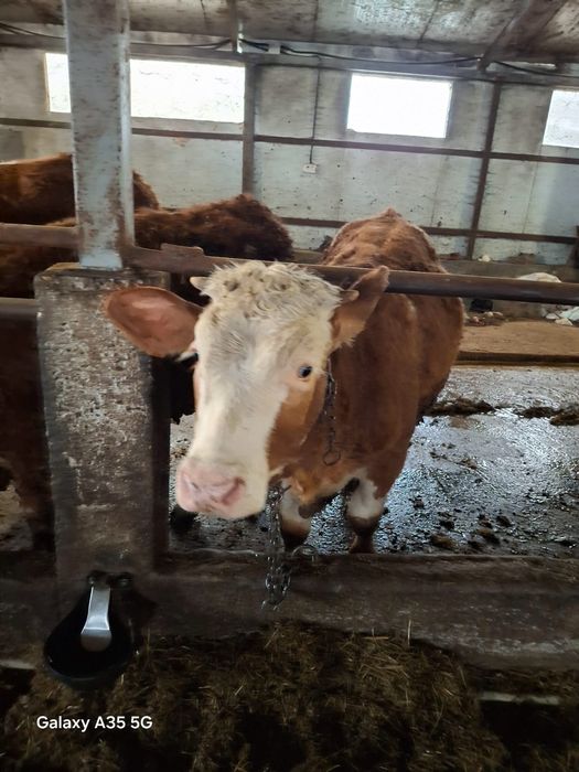 Vitele bălțată romaneasca