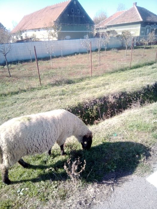 Vând oi și capre și iezi și miei și Juncă