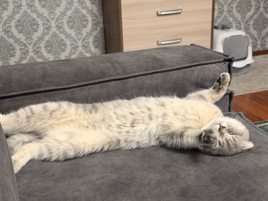 Отдам в хорошие руки