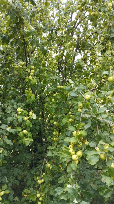 Продам яблоки. Сорт американка и золотой.