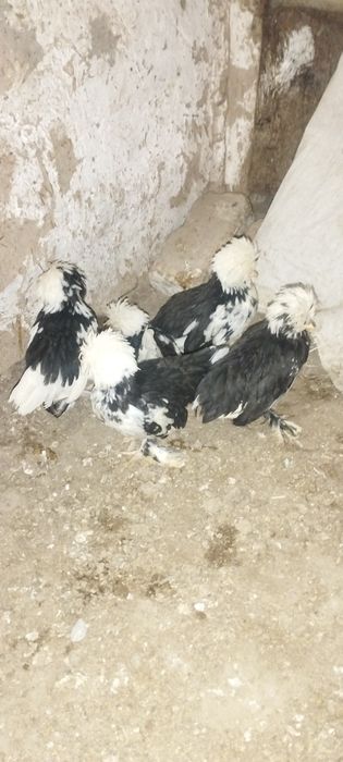 Yapon jòjalar sotiladi