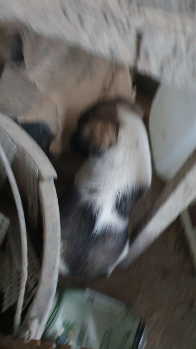 Щенки нуждаются в доме