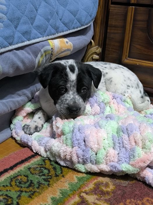 Щеночек в добрые руки!