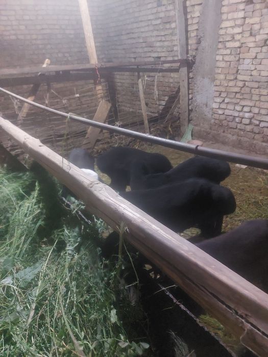 Зотли барралар сотилади