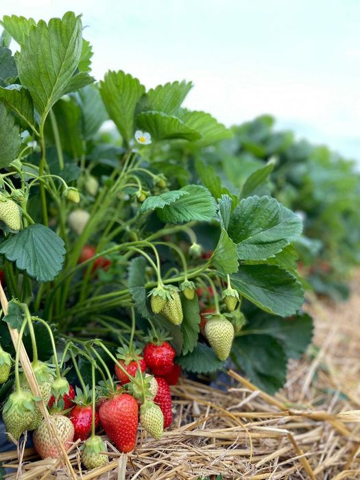 Capsuni soi remontant albion