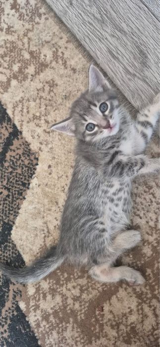 Отдам котят в добрые руки!!!