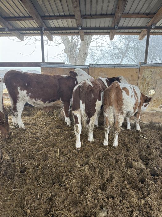 Vand vitei media 240-250 kg