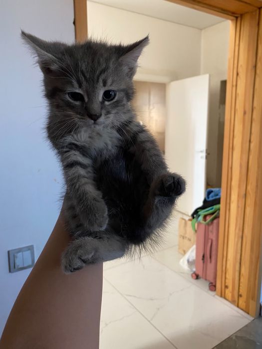 Будущие коты, сейчас котята..