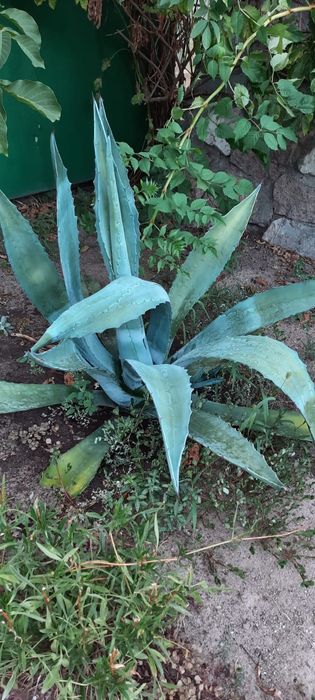 продам куст  Агава