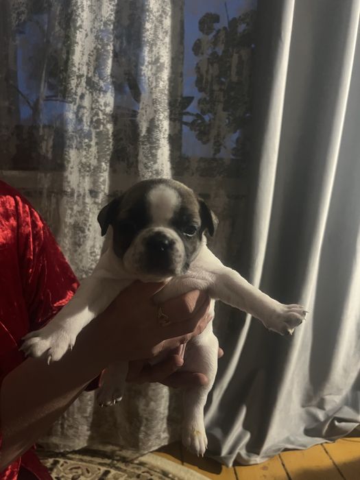 Продам французиков