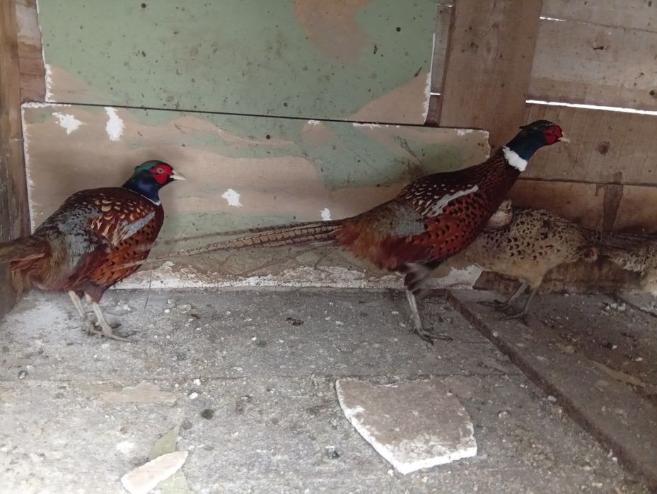 Vând fazanii , a început ouatul