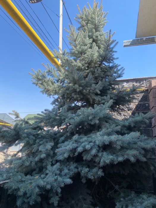 Голубая ёлка пушистый