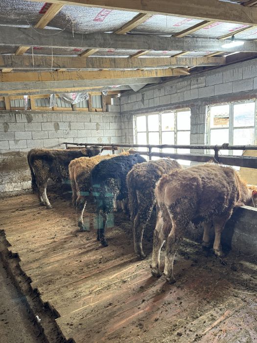 Продам 6 голов бычков