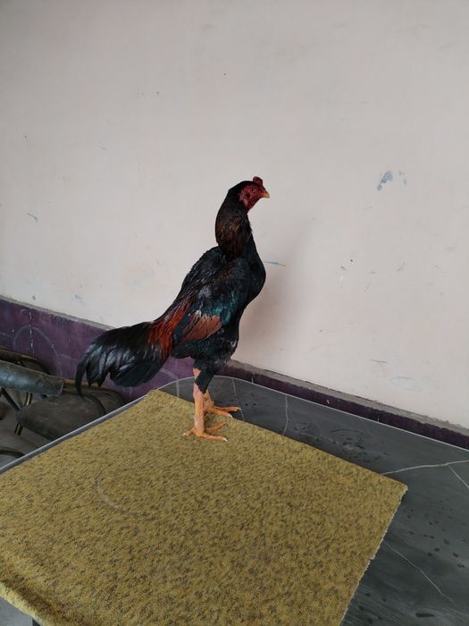 Joja sotiladi mayi jojasi zoti karea