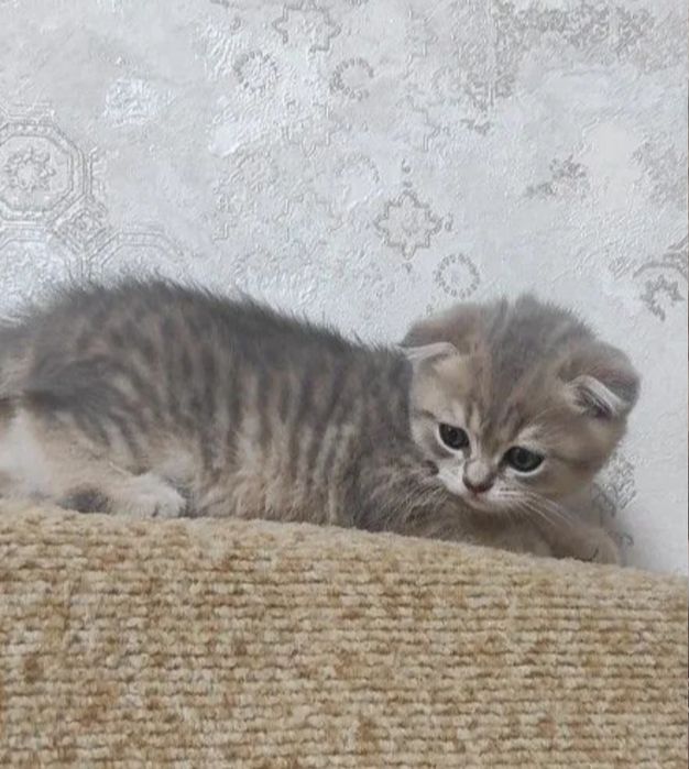 Мальчики и девочки 1.5 мес