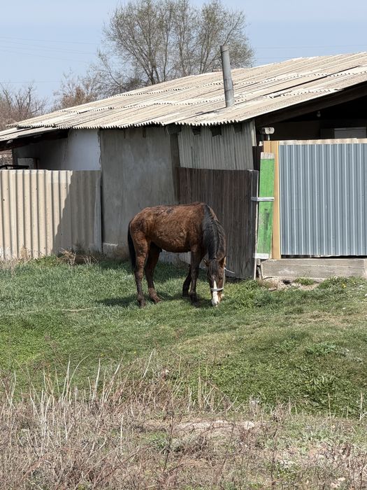 Дөнен қарабайыр айғыр