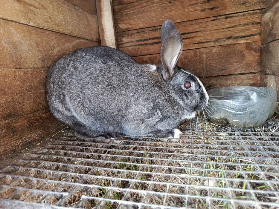 Продам кроликов х