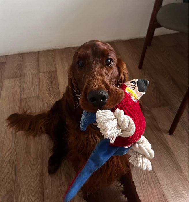 Ирландский сеттер для вязки