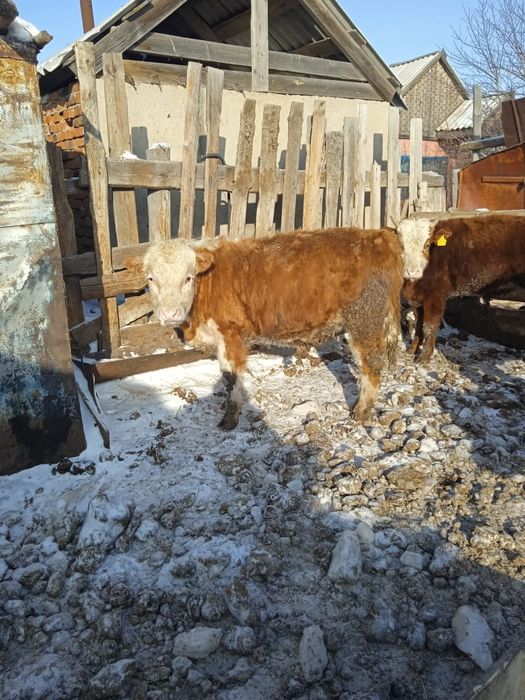 Продам бычков 9 голов