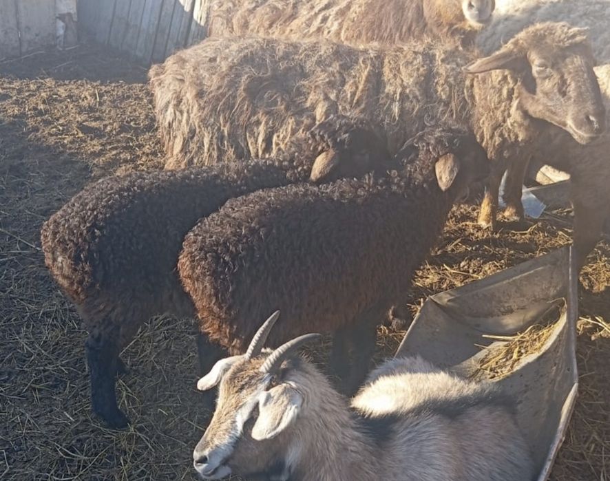 Продам овечку с ягнятами