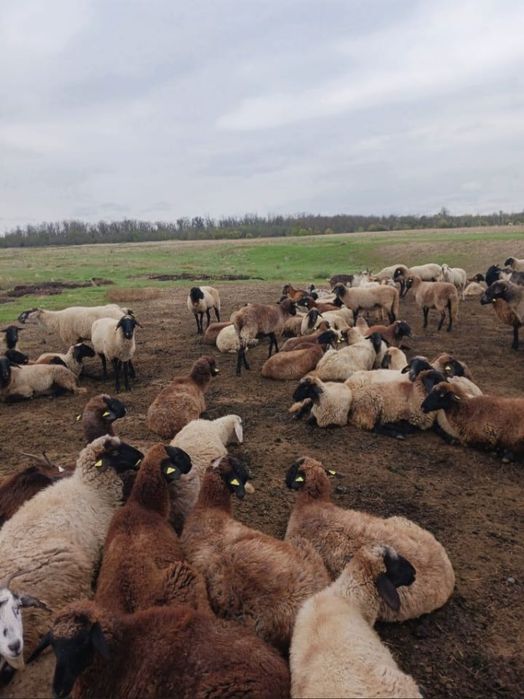 Oferim spre vânzare oi și capre