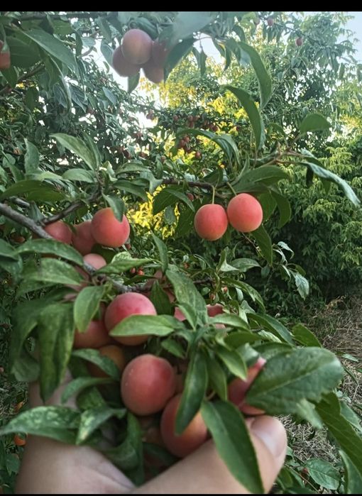 Продам домашнюю алчу