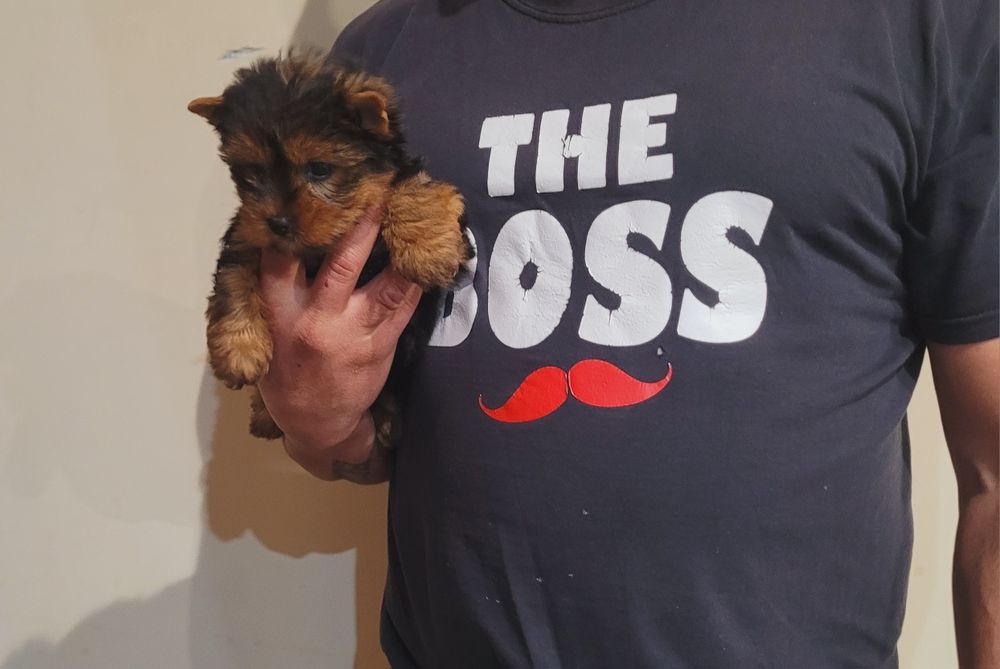 Йоркширски териер йорки