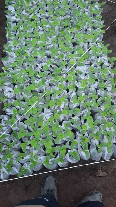 Продам рассаду огурцов