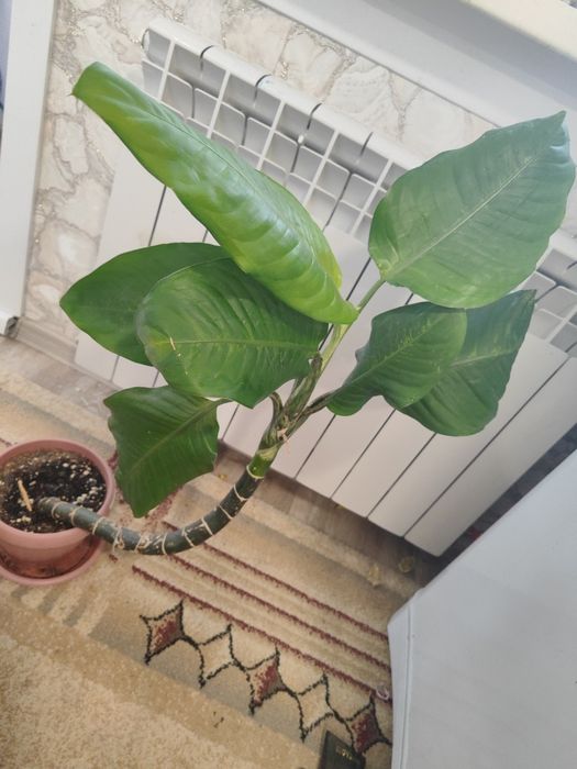Продам цветы. РАСПРОДАЖА