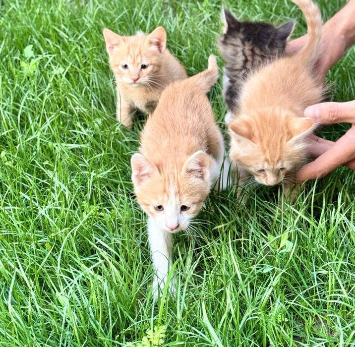 Маленькие котята 3 самцы и 1 самка