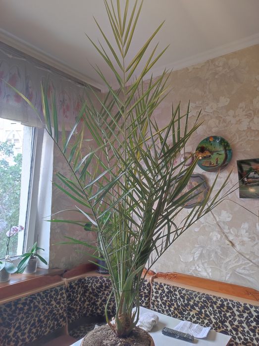 Финиковая пальма