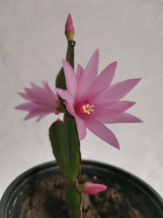 Декабрист (шлюмбергера)