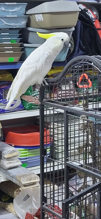 Какаду жёлтохохлый попугай