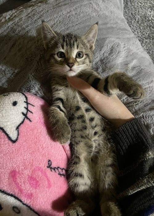 Милые котята ищут дом