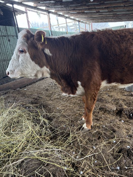 Корова ( Стельная ) Телка