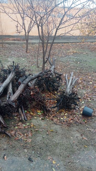 Utin sotiladi mevali daraxtdan