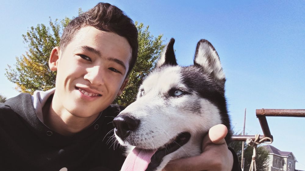 Сибирский хаски таза