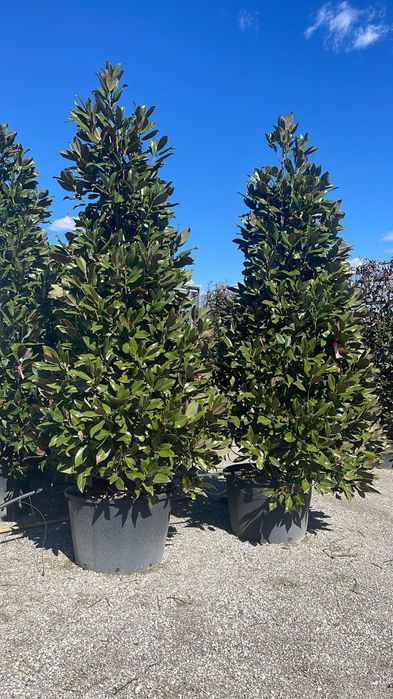 Magnolia grandiflora tufa și copac