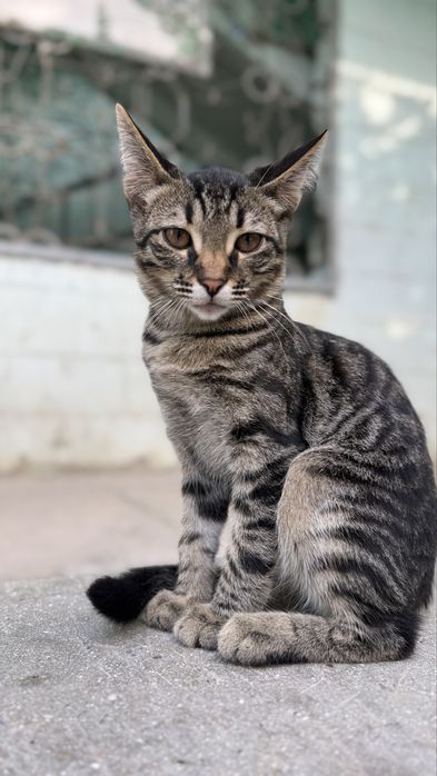 Отдам котенка в добрые руки