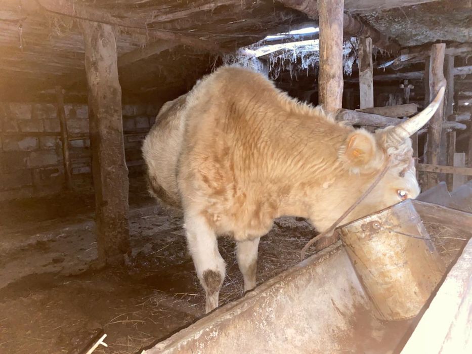 Продам корову , жирный