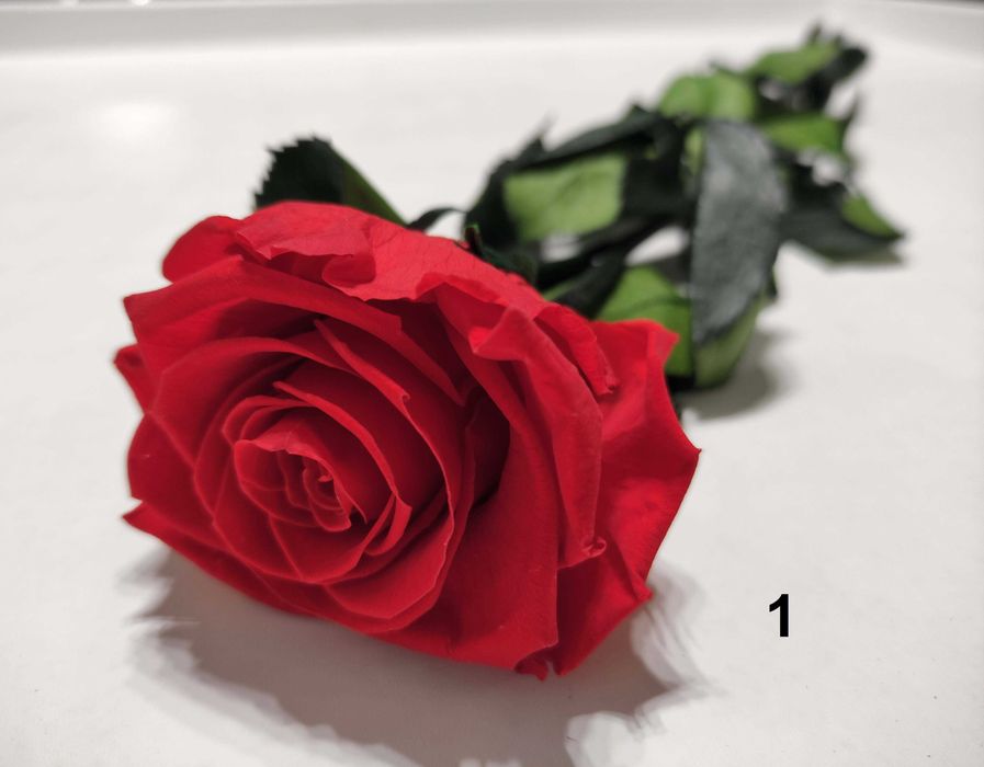 Естествени стабилизирани рози и пъпка роза-за подарък, декорация с мъх