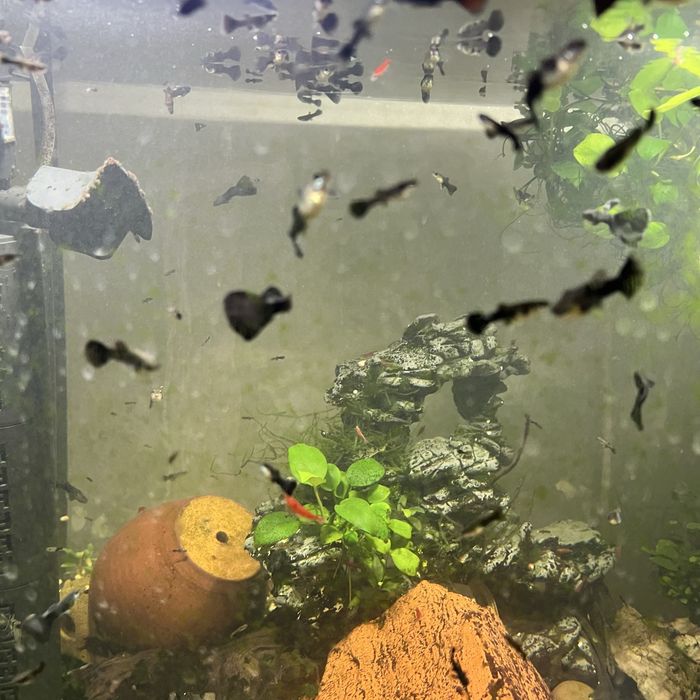 Гуппи черный принц самки готовые